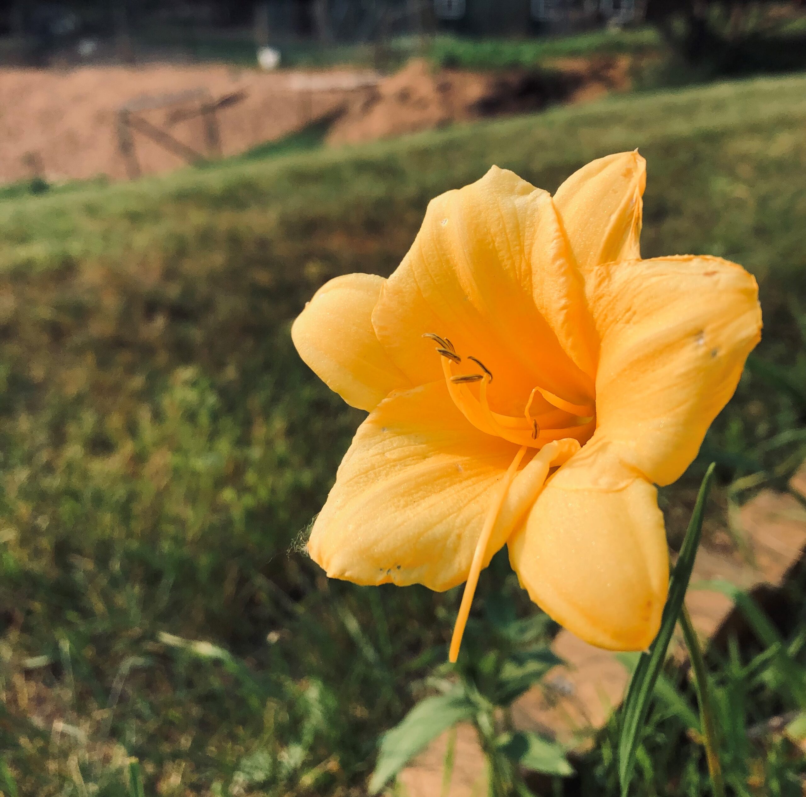 Picture of an orange day lilly