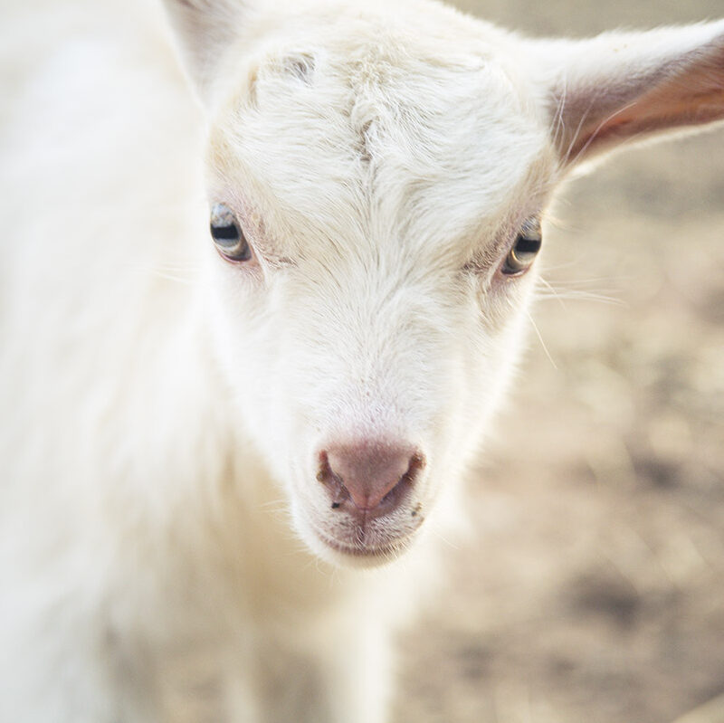 white goat