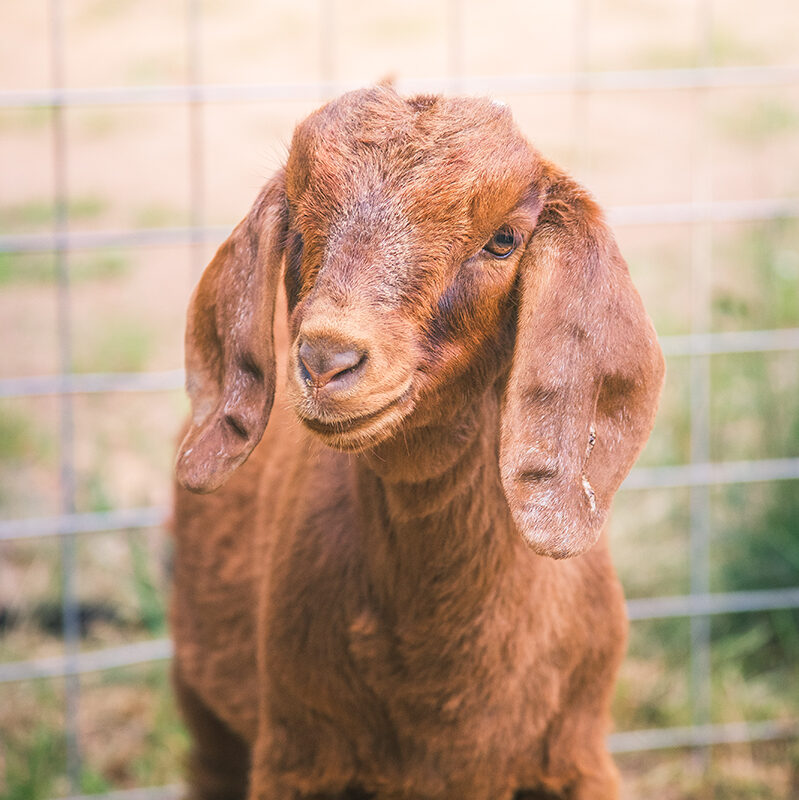 picture of a goat