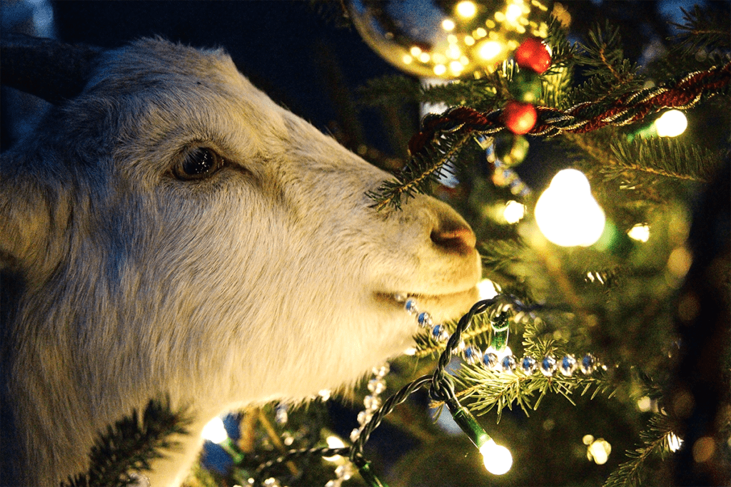 Picture of a goat munching on a christmas tree