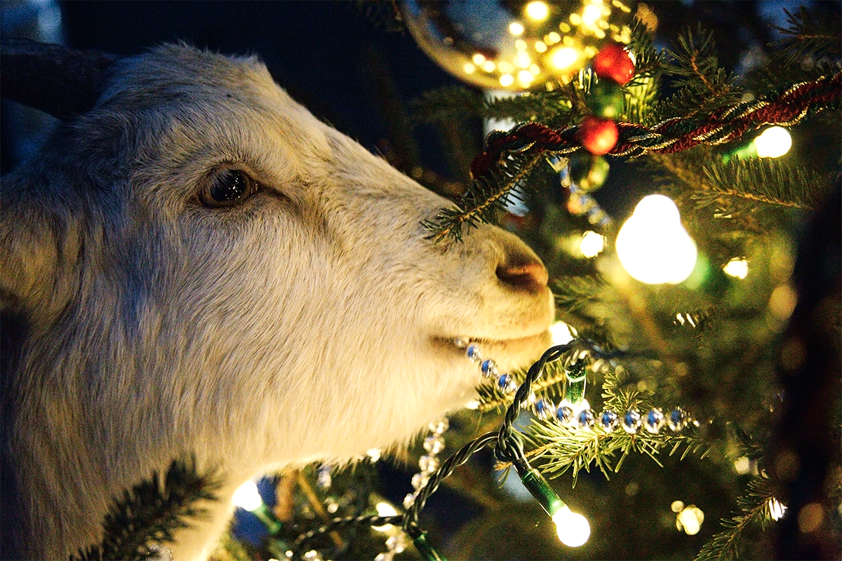 picture of a goat munching on a christmas tree