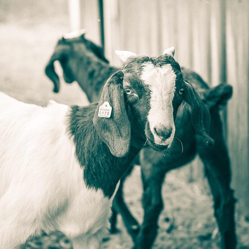 black and white picture of a black and white goat